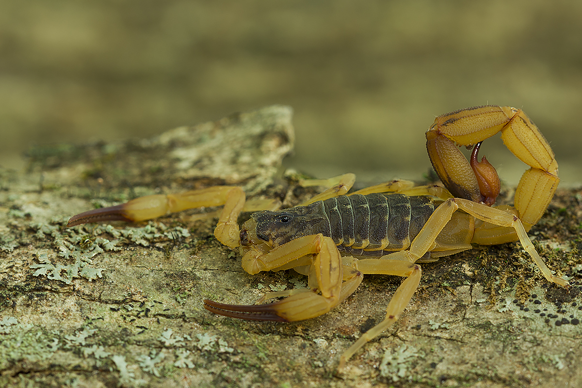 Tityus serrulatus, the Brazilian yellow scorpion, resting on bark. Wildlife photograph, not the experiment.